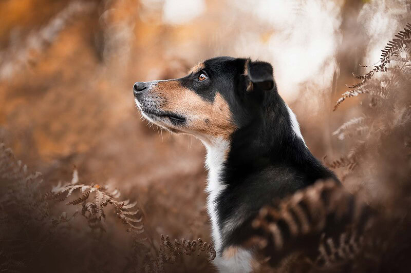 Tricolor Border Collie Mix Hund im Profil, der aufmerksam und erwartungsvoll nach oben blickt. Er ist umgeben von unscharfen, warmen Herbstfarnen im Wald bei Bern. Authentische Tierfotografie.