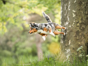 Hundefotoshooting Schweiz Mini Aussi