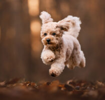 Actionfotoshooting Hund im Herbst Hundefotografie Schweiz