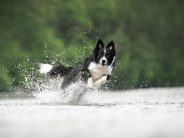 Actionfotoshooting Hund im Wasser Schweiz Border Collie