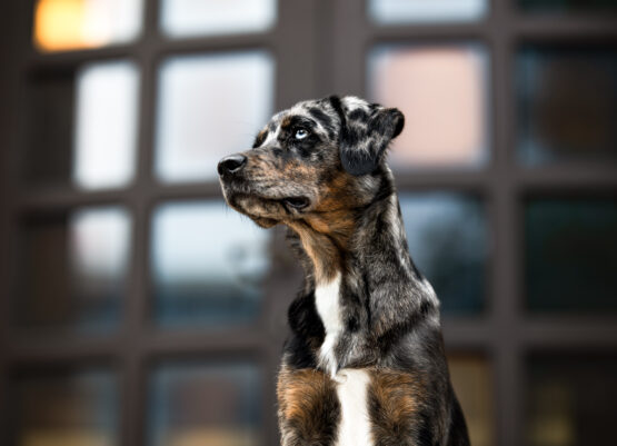 Aussidor sitzend Hundefotoshooting Schweiz Aussidor sitzend Hundefotoshooting Schweiz
