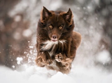 Hundefotoshooting Schweiz Fotoshooting mit Hund im Schnee