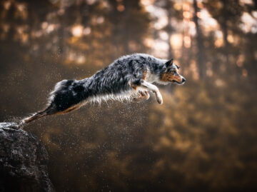 hundefotoshooting schweiz fotoshooting mit hund australian shepherd