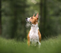 Bokeh Hundefotografie Schweiz