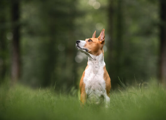 Bokeh Hundefotografie Schweiz Bokeh Hundefotografie Schweiz
