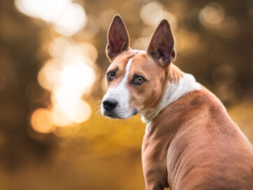Basenji Hundefotografie Schweiz