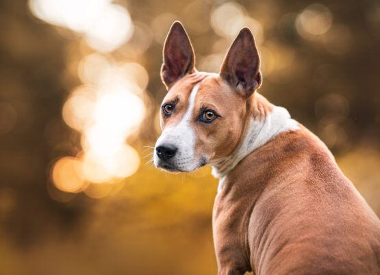 Hundefotoshooting Schweiz Basenji Hundefotografie Schweiz