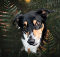 Hundefotoshooting Hundeportrait Schweiz Tierfotografie