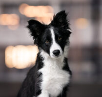 Welpen Fotoshooting Schweiz