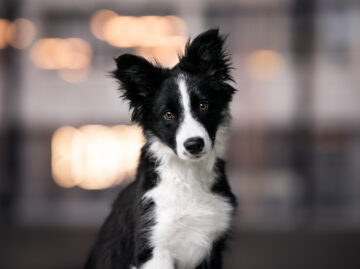 Welpen Fotoshooting Schweiz