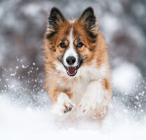 Actionhundefotoshooting im Schnee Schweiz