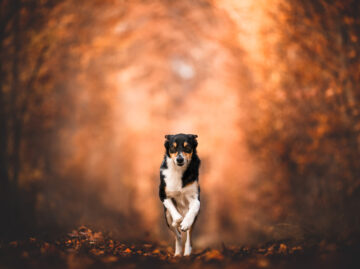 Bordercollie rennt durch Laubwald Hundefotografie in der Schweiz