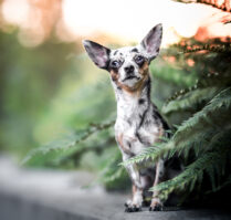 Chihuahua Hündin sitzt auf einer Mauer im Farn in Rheinfelden Schweiz