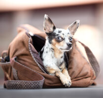 Hundefotografie Nordwestschweiz: Chihuahua liegt ganz bequem in einer Hundetragetasche auf einer Bank in Rheinfelden Schweiz