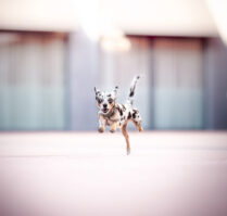 Sigma 105mm im Test bei einem Hundefotoshooting in der Schweiz