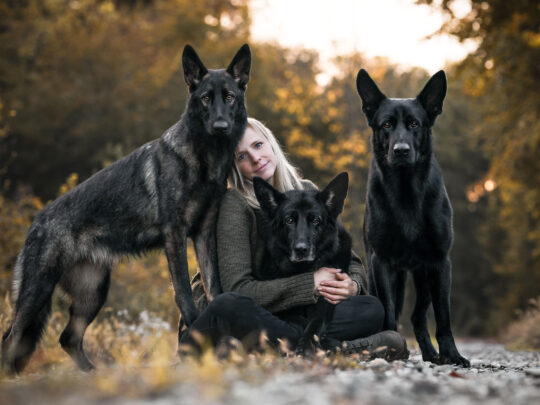 Deutsche Schaeferhunde liegend und sitzend im Wald Hundefotografie in der Schweiz