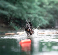 Gordon Setter Welpe Eyra sprintet durchs Wasser