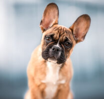 Welpen Hundefotoshooting Stadtshooting mit Welpe Schweiz Bern