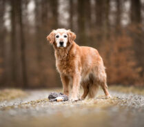 Goldie im Wald