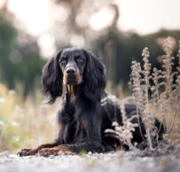 Gordon Setter Hündin Skadi lieg im Morgenlicht