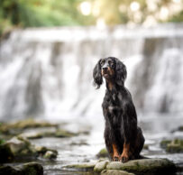Gordon Setter Skadi an einem Wasserfall bei Basel
