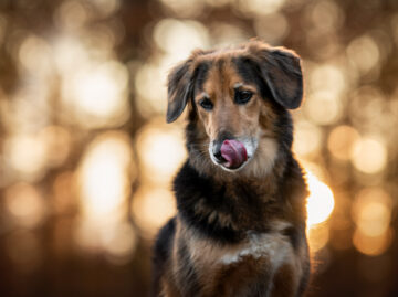 Hovavart Portrait Hundefotografie Schweiz