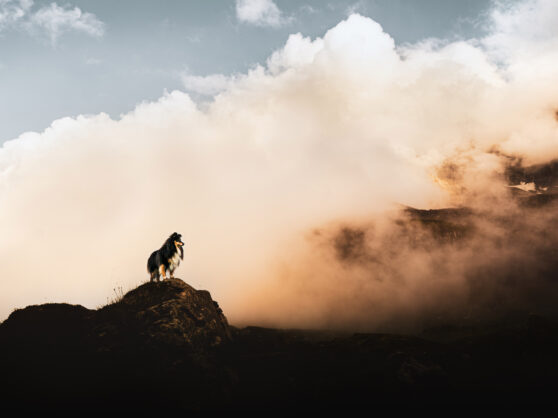 Hundefotografie mit Landschaft Sony 24mm