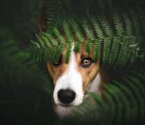 Hundefotoshooting Schweiz Bern Hundefotografie Basenji