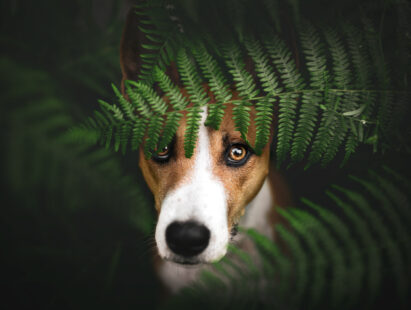 Hundefotoshooting Schweiz Bern Hundefotografie Basenji