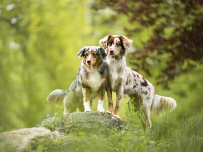 Hundefotoshooting Schweiz Mini Aussi