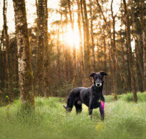 Hundefotoshooting im Wald Schweiz Bern Tierfotografie von Hunden