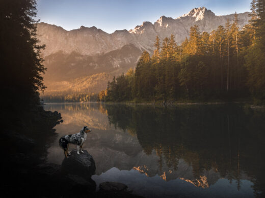 Hundefotoshooting mit Landschaf