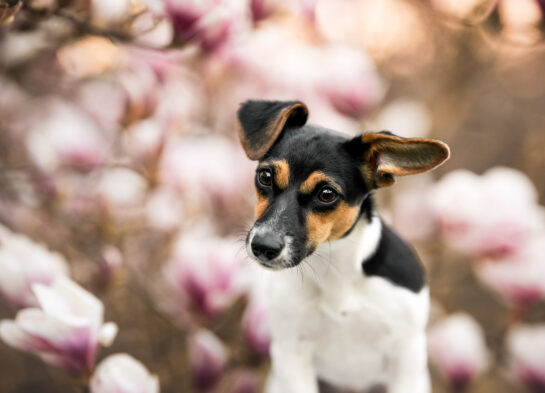 Jack Russel Welpe in der Magnolie Hundefotografie Schweiz Jack Russel Welpe in der Magnolie Hundefotografie Schweiz