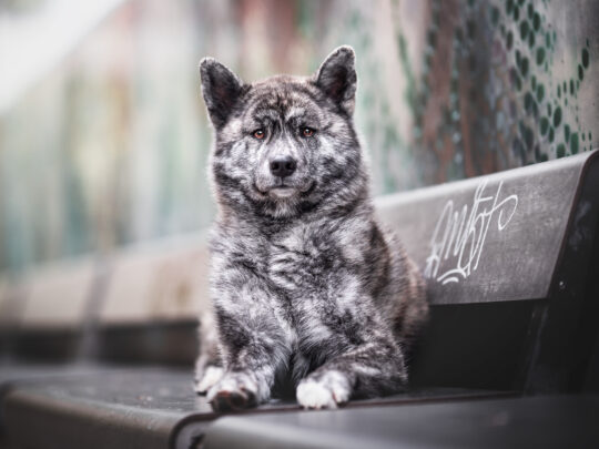 Japanischer Akita liegt Hundefotografie Schweiz Photo-Passion Denise Czichocki