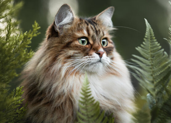 Katzenfotografie Schweiz Fotoshooting mit Katze Katzenfotografie Schweiz Fotoshooting mit Katze