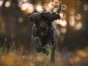 Labradoodle rennt Fotoshooting mit Hund Schweiz