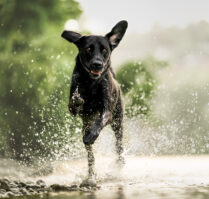 Hundefotoshooting Fotoshooting mit Hund Schweiz