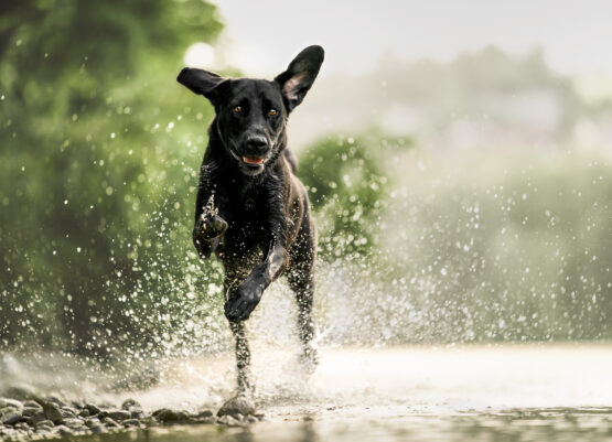 Hundefotoshooting Fotoshooting mit Hund Schweiz Tierfotografie Hundefotoshooting Fotoshooting mit Hund Schweiz