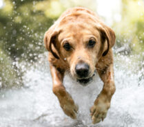 Wassershooting mit Hund Actionaufnahme Wasser Hundefotoshooting Schweiz