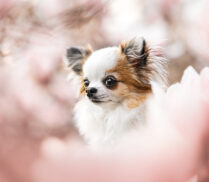 Hundefotoshooting Magnolie Schweiz