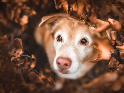 Mischlingshund Hundefotografie schweiz