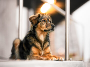Mischlingshund liegt an einer Treppe Hundefotografie in der Stadt