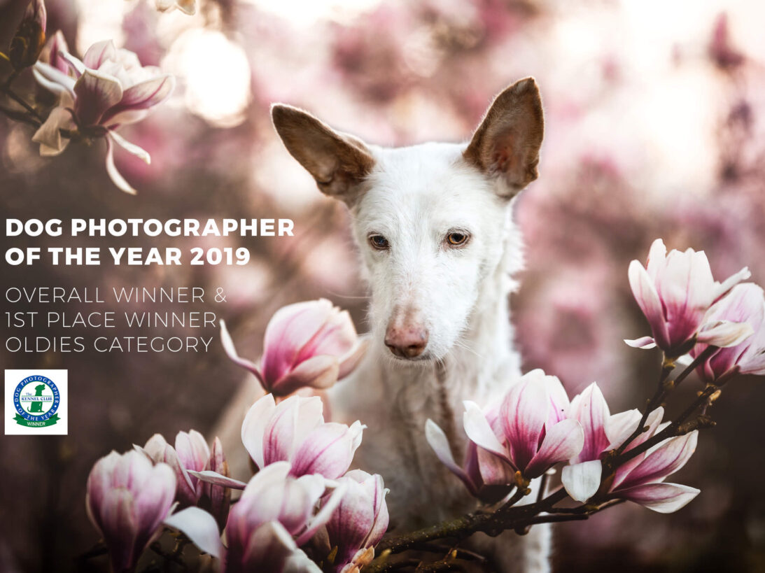 Podenco dog photographer of the year 2019 Photo-Passion Denise Czichocki Hundefotografie