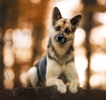 Fotoshooting mit Hund in der Schweiz Tierfotografie Hundefotografie