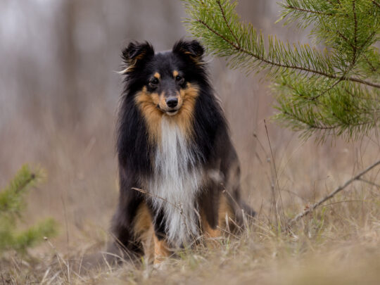 Beispiel der Schaerfentiefe 200mm Blende 2.8