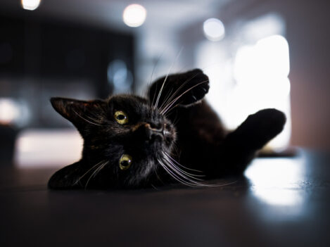 Shakira-FB katzenfotografie in der Schweiz