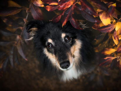 Fotoshooting mit Sheltie Schweiz Hundefotografie