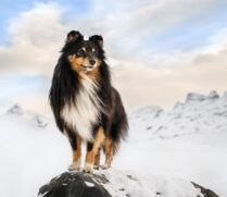 Bergfotoshooting mit Hund in der Schweiz