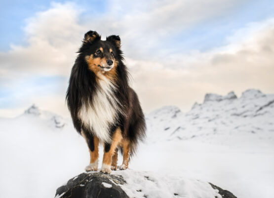 Bergfotoshooting mit Hund in der Schweiz Bergfotoshooting mit Hund in der Schweiz