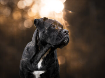 Shooting Hund Schweiz Bern Hundefotografie Tierfotografie